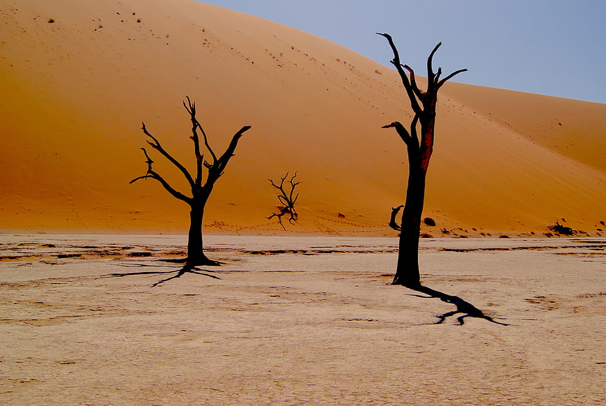 Dead Trees Silhouetted Against Orange Sand Dunes