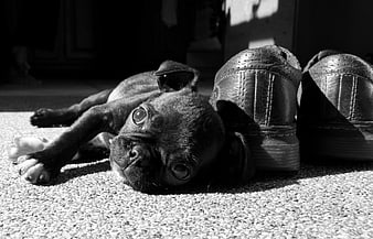 Cute black puppy lying on carpet next to shoes
