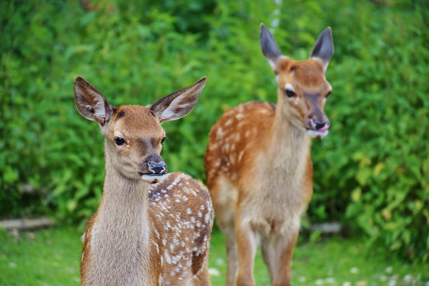 Two spotted fawns in a green forest setting