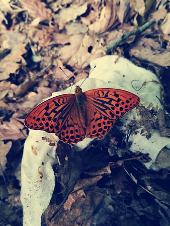 Orange butterfly on white leaf in autumn forest