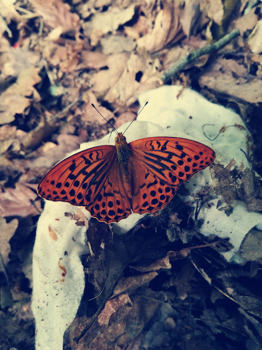 Orange butterfly on white leaf in autumn forest