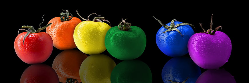 Rainbow colored tomatoes with water droplets on black background
