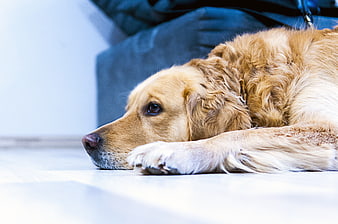 Sad Golden Retriever Lying on Floor