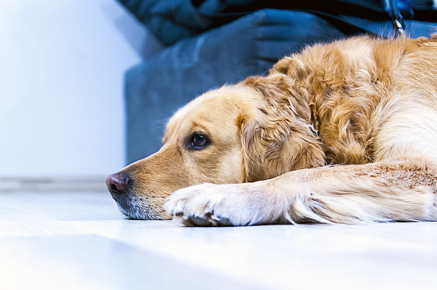 Sad Golden Retriever Lying on Floor