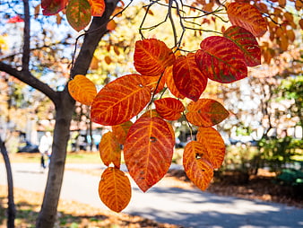 Vibrant Red and Orange Autumn Leaves on a Branch