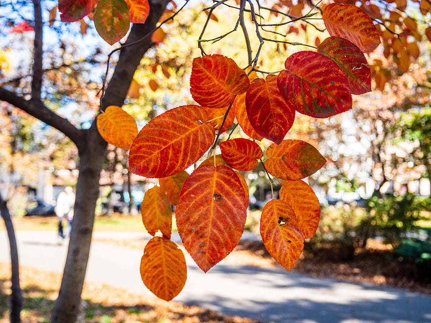 Vibrant Red and Orange Autumn Leaves on a Branch