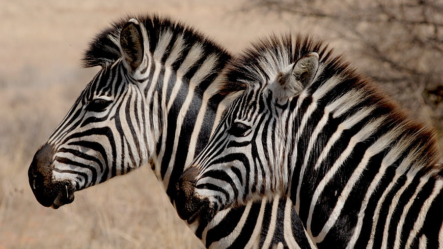 Close-up of two zebras standing together in the African savanna