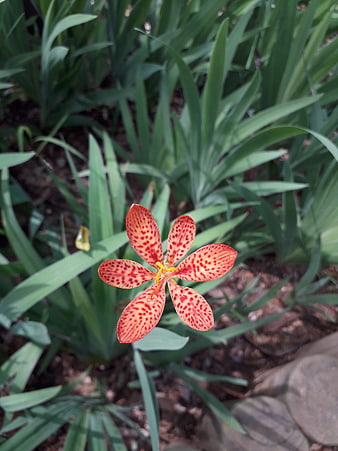 Orange Spotted Crocosmia Flower in Green Garden
