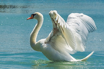 Mute Swan Spreading Wings On Turquoise Water
