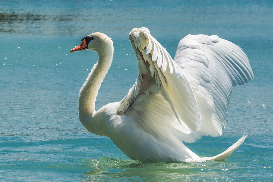 Mute Swan Spreading Wings On Turquoise Water