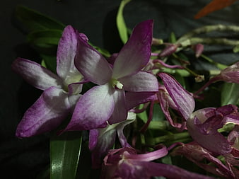 Close-up of purple and white orchid flowers with withered blooms
