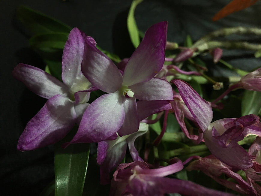 Close-up of purple and white orchid flowers with withered blooms
