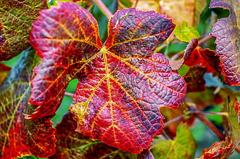 Vibrant Red Grape Leaf Close Up With Autumn Foliage Colors