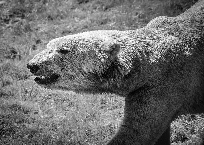 Black and white profile of a polar bear walking