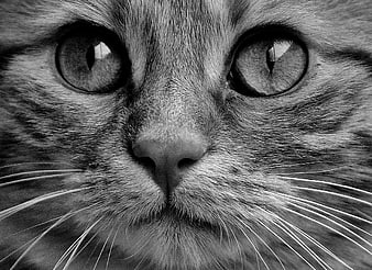Black and white close-up portrait of a cat face