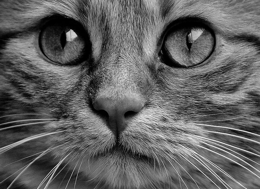 Black and white close-up portrait of a cat face