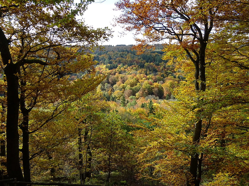 Vibrant Autumn Forest Landscape with Colorful Trees