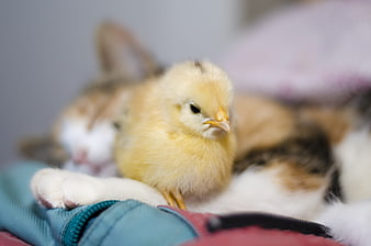 Cute yellow chick resting on a sleeping calico cat