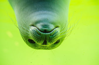 Close-up of a Seal Face Underwater in Green Water