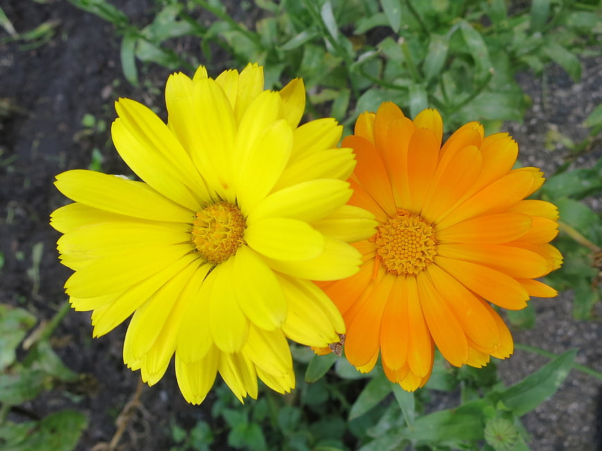 Close-up of yellow and orange calendula flowers in garden