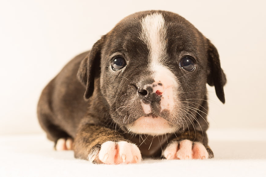 Cute black and white puppy lying on white background