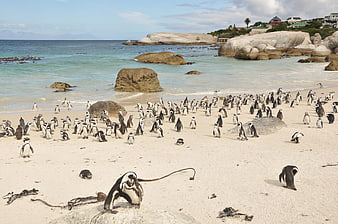 African penguins colony on sandy beach with ocean and boulders