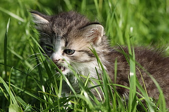 Cute Tabby Kitten Meowing in Green Grass