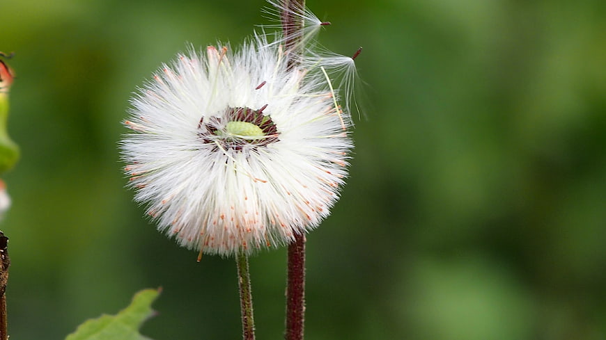Close-up of a Dandelion Seed Head with Seeds Blowing Away