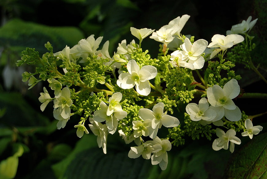 White Hydrangea Flowers with Green Buds in Sunlight