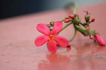 Pink Ixora Flower Close-up on Wooden Surface