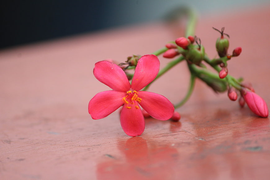 Pink Ixora Flower Close-up on Wooden Surface