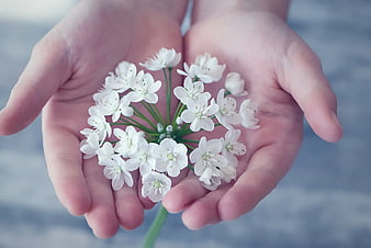 Cupped Hands Holding White Wildflower Bloom