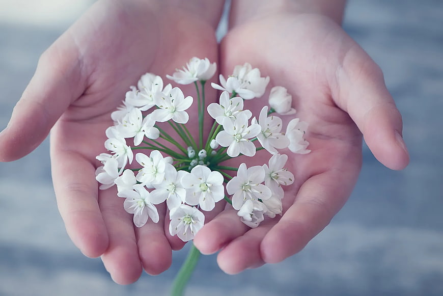 Cupped Hands Holding White Wildflower Bloom