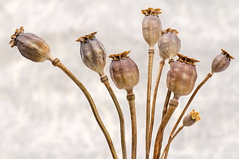 Dried Poppy Seed Pods on Stems Against White Background