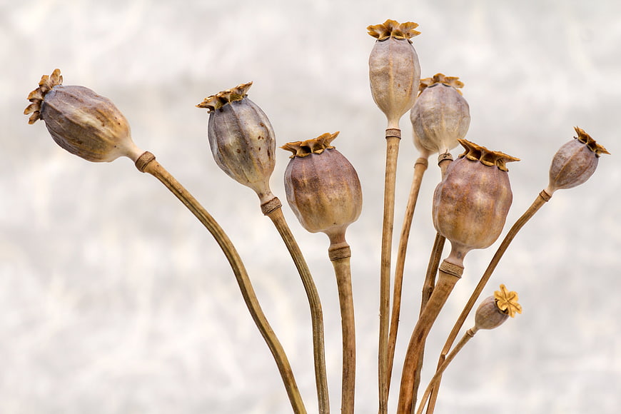 Dried Poppy Seed Pods on Stems Against White Background