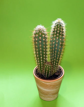 Cactus in Terracotta Pot on Green Background