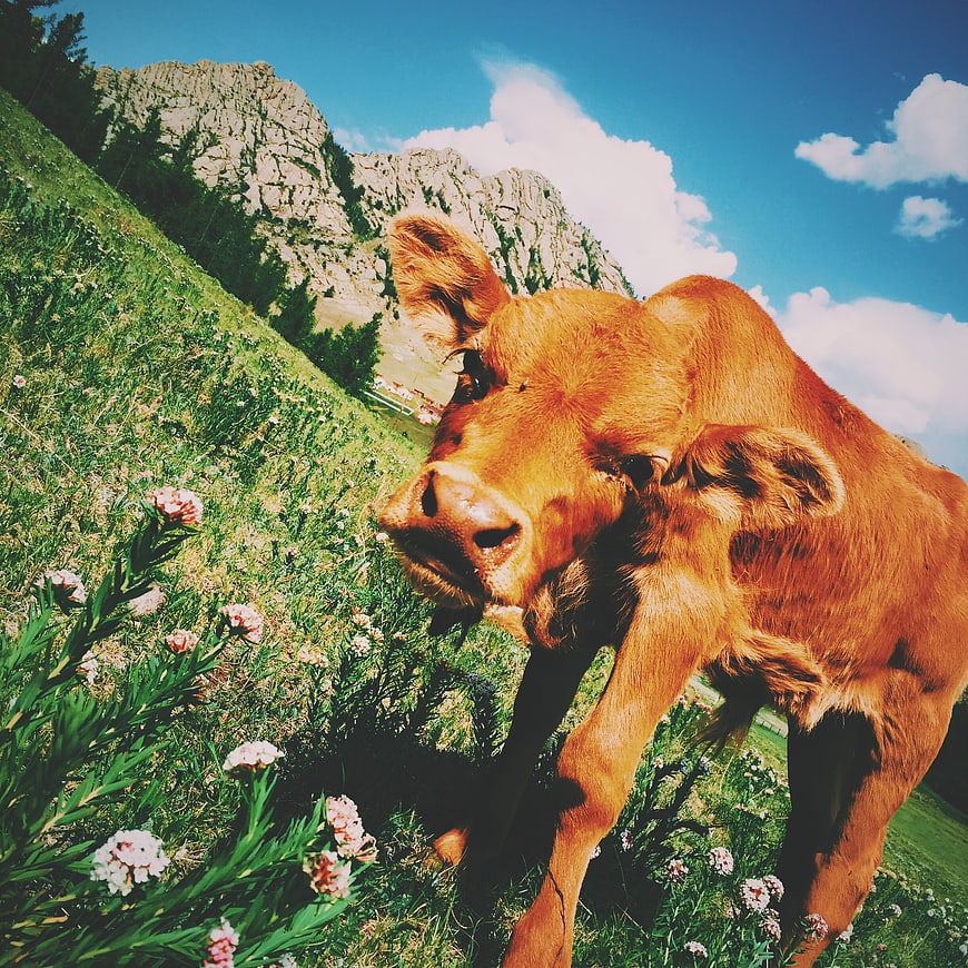 Curious brown calf in alpine meadow with wildflowers