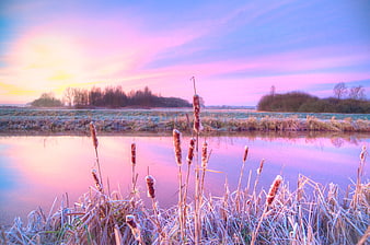 Frosty cattails in marsh at pink sunrise