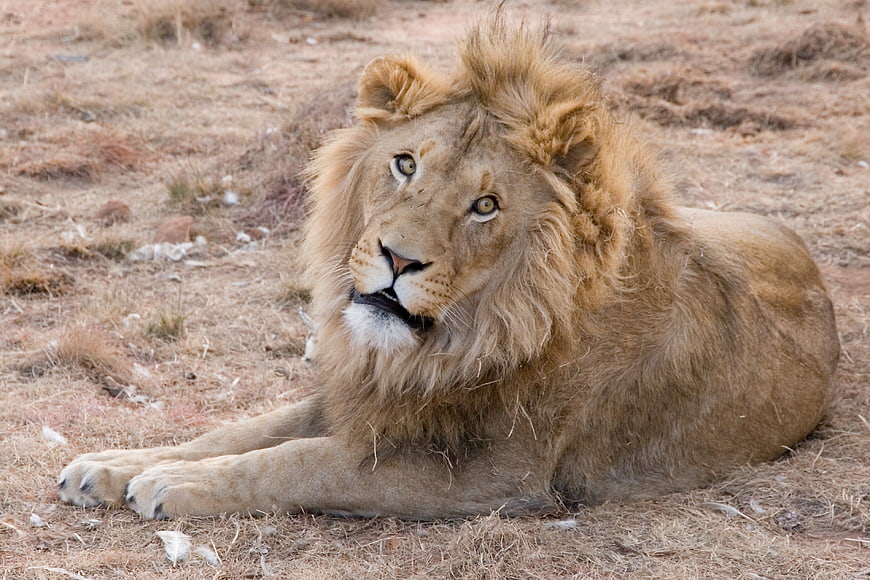 Majestic male lion resting in dry savanna grass