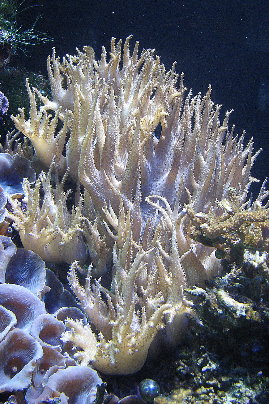 Close-up of branching yellow coral in aquarium