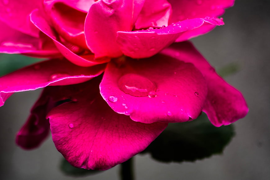 Close-up of vibrant pink rose with water droplets
