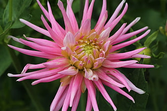 Close-up of a vibrant pink dahlia flower with yellow center