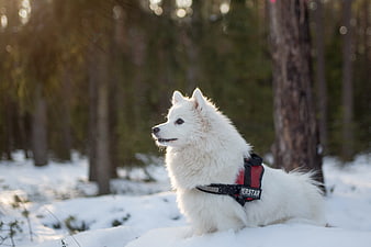 White Samoyed Dog Wearing Red Harness In Snowy Forest