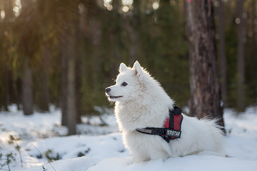 White Samoyed Dog Wearing Red Harness In Snowy Forest