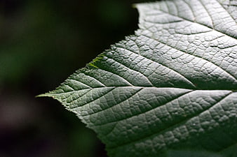 Close-up of green leaf texture with dark background