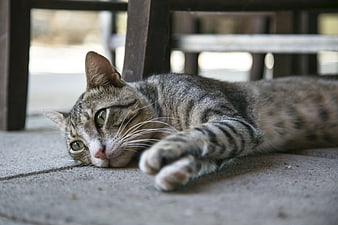 Relaxed Tabby Cat Lying on Concrete Floor