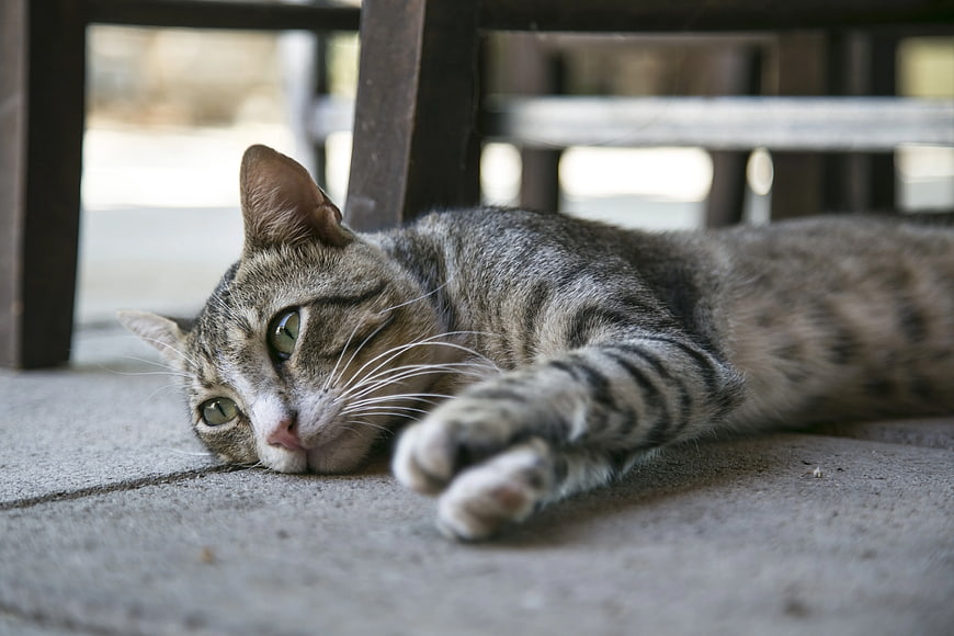Relaxed Tabby Cat Lying on Concrete Floor