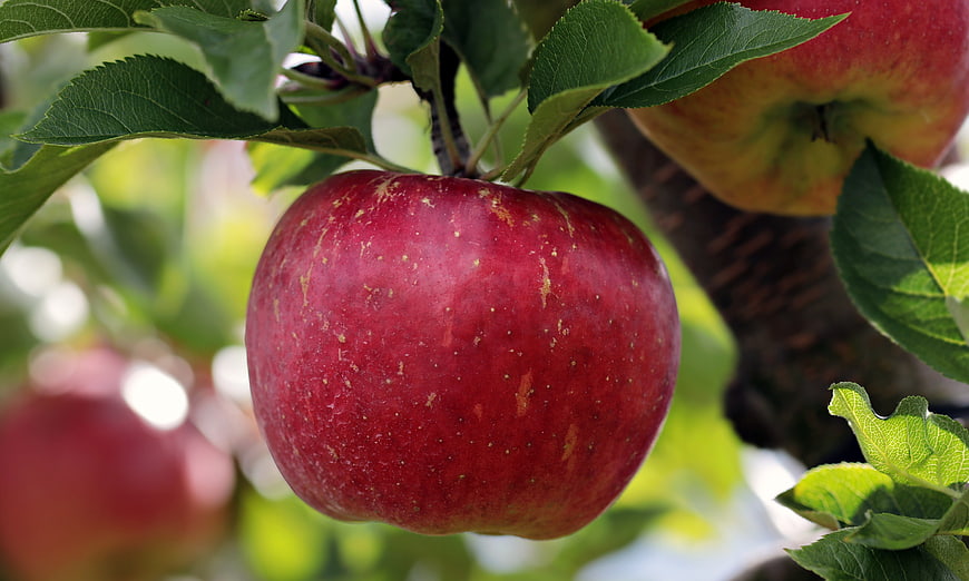 Close-up of ripe red apple hanging on tree branch