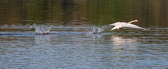 White Swan Running on Water Before Takeoff