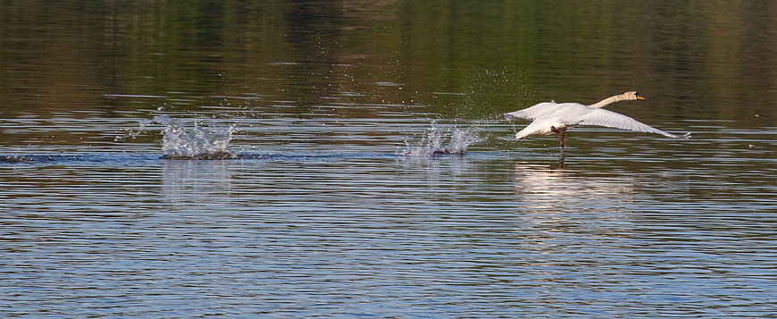 White Swan Running on Water Before Takeoff